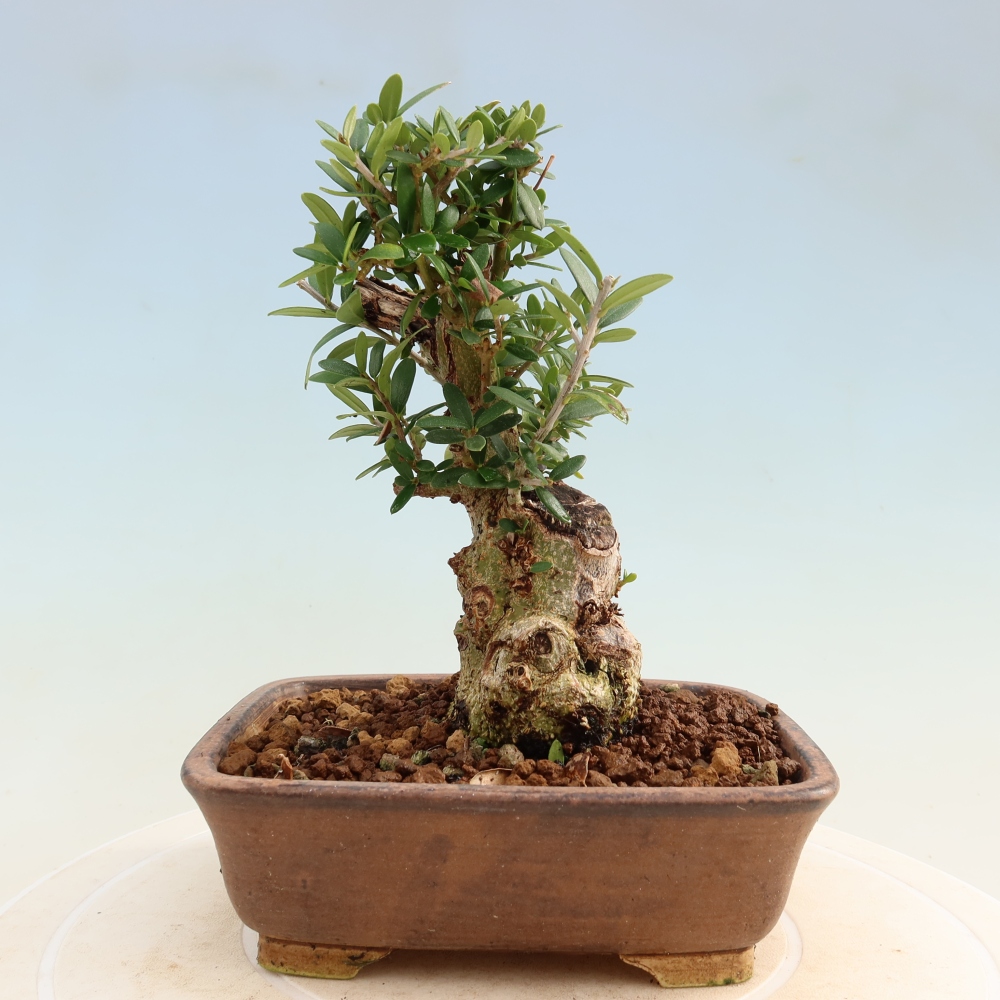 Indoor bonsai - Olea europaea sylvestris
