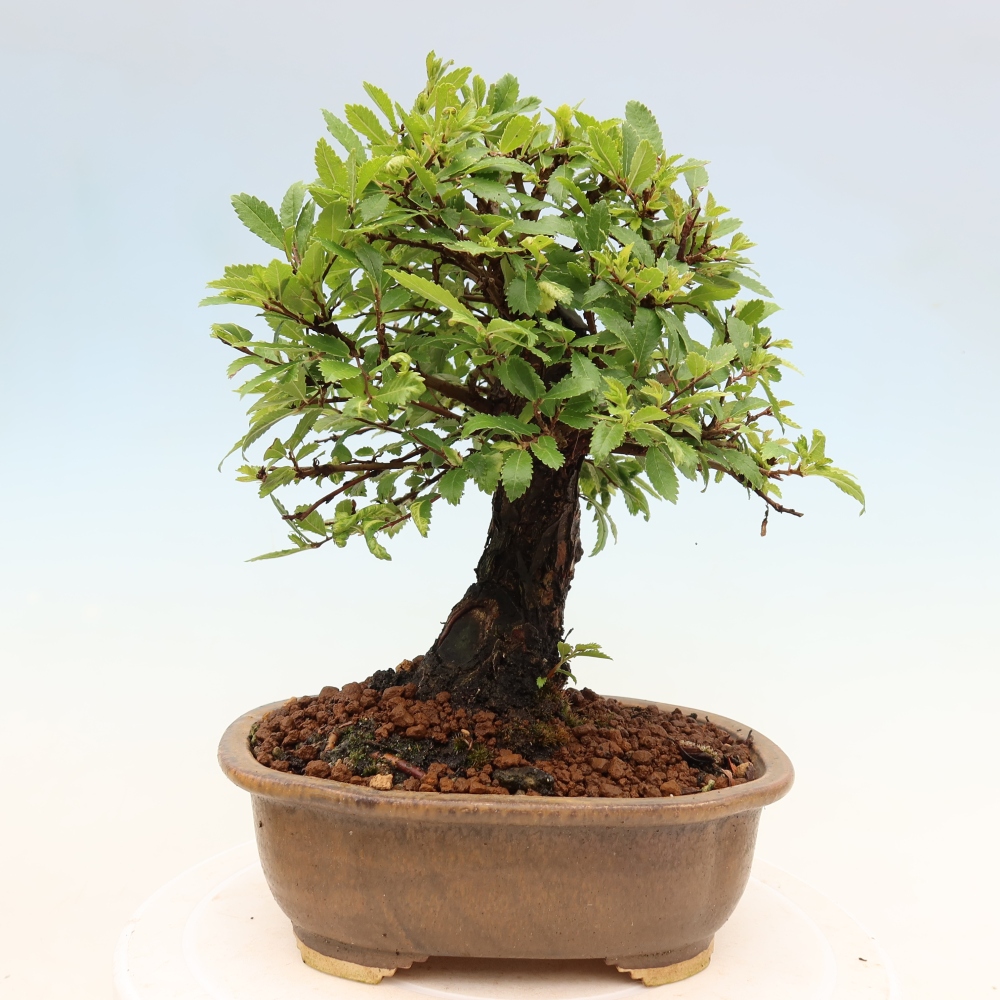 Outdoor bonsai - Zelkova - Zelkova NIRE