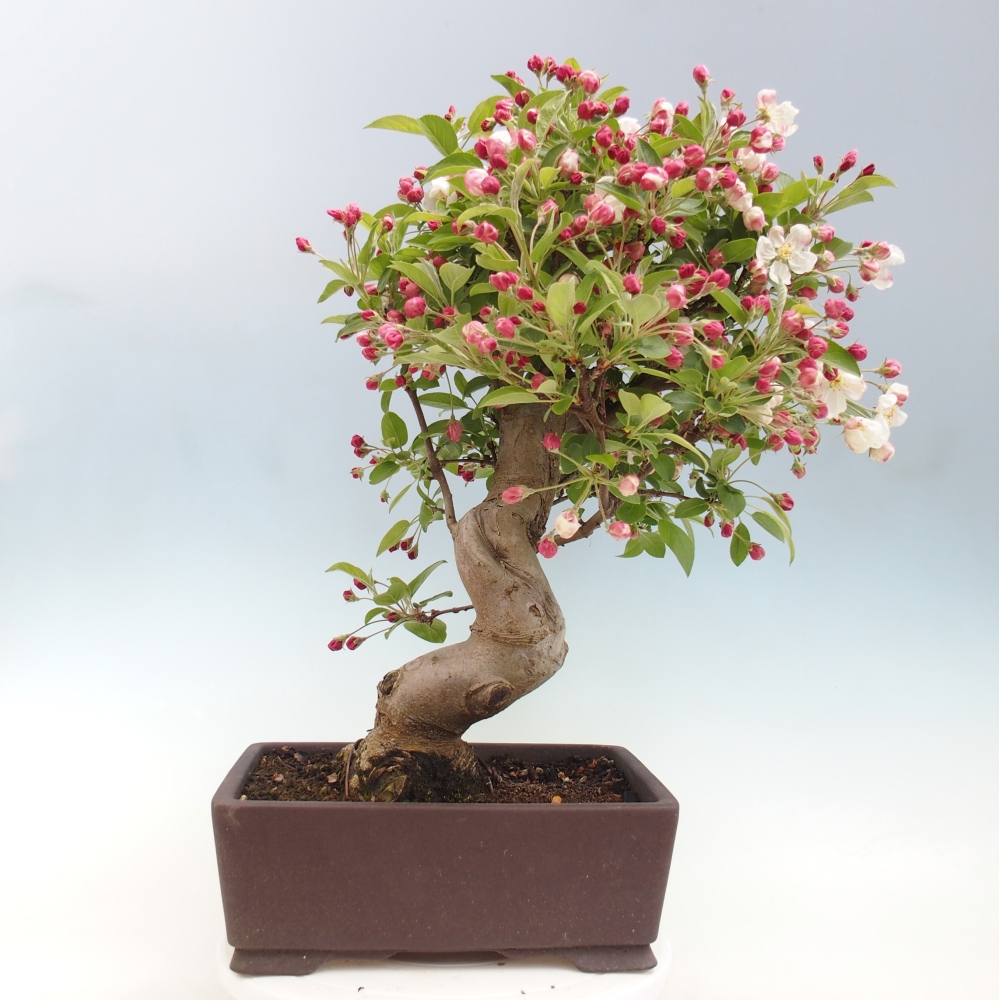 Outdoor bonsai -Malus halliana - Small-fruited apple tree