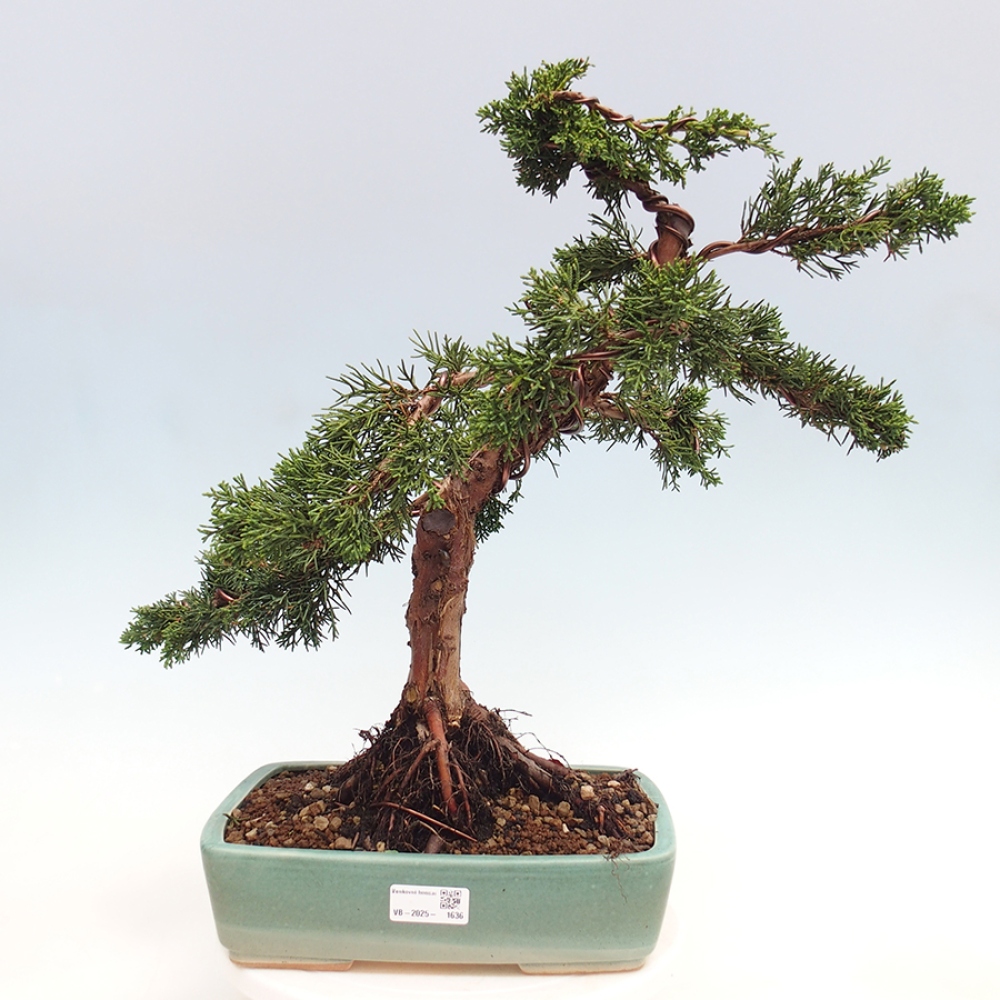 Outdoor bonsai - Juniperus chinensis Kishu - Chinese juniper