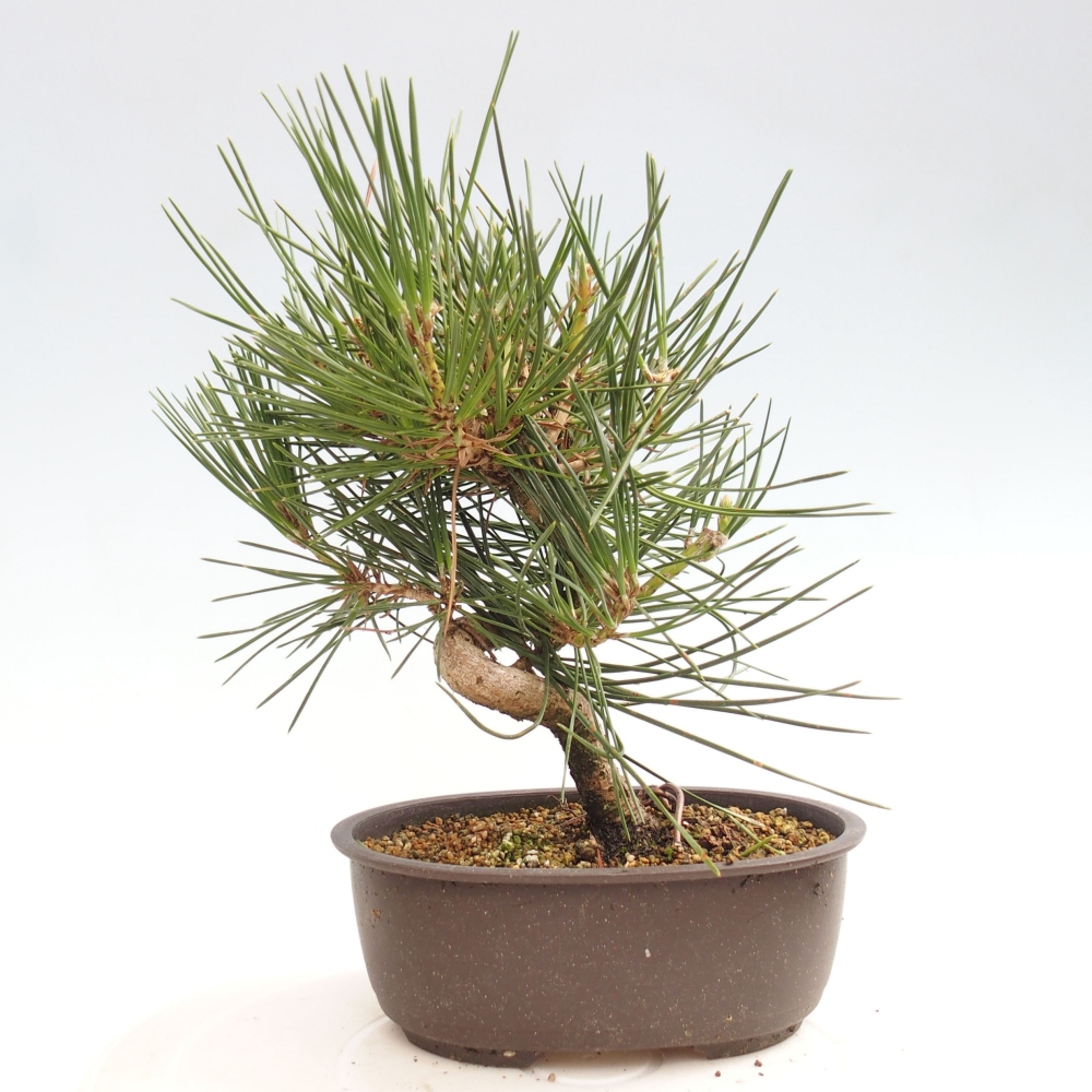 Outdoor bonsai - Pinus thunbergii - Thunbergia pine