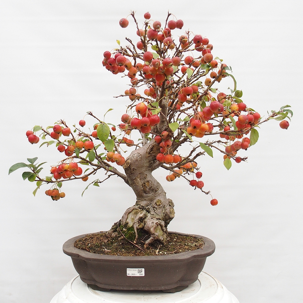 Outdoor bonsai - Malus halliana - Small-fruited apple tree