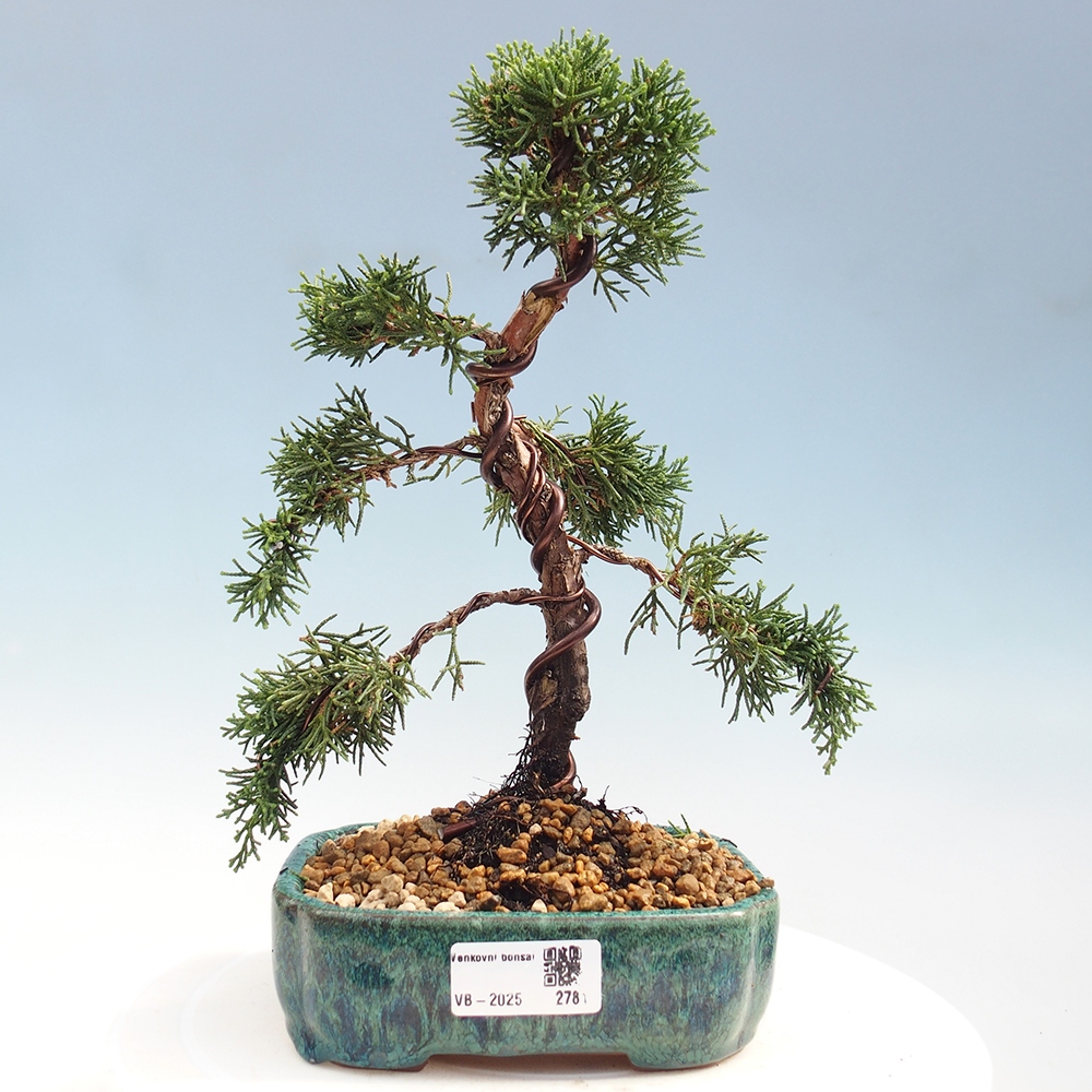 Outdoor bonsai - Juniperus chinensis Kishu - Chinese Juniper