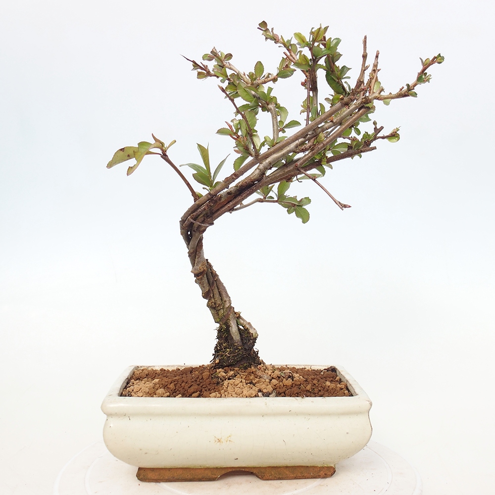 Outdoor bonsai - Chaneomeles sup. Nicoline - Quince