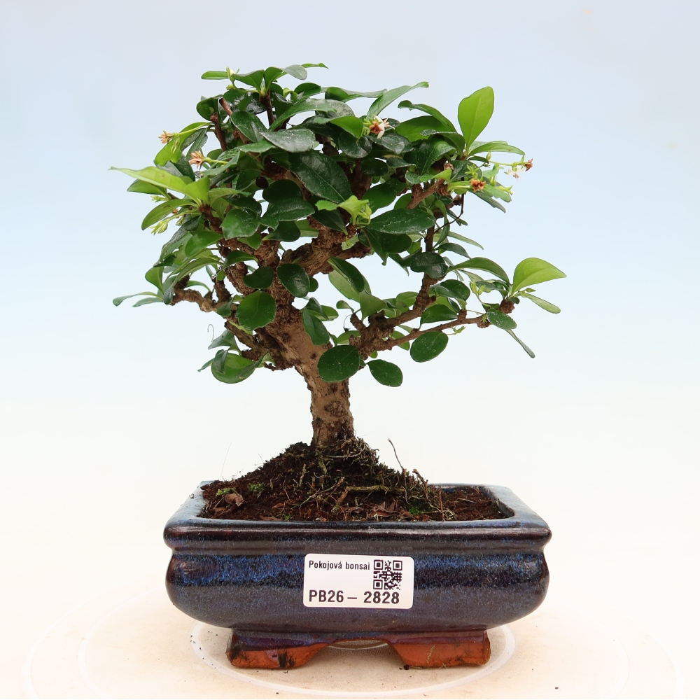 Room bonsai - Carmona macrophylla - Tea fuki