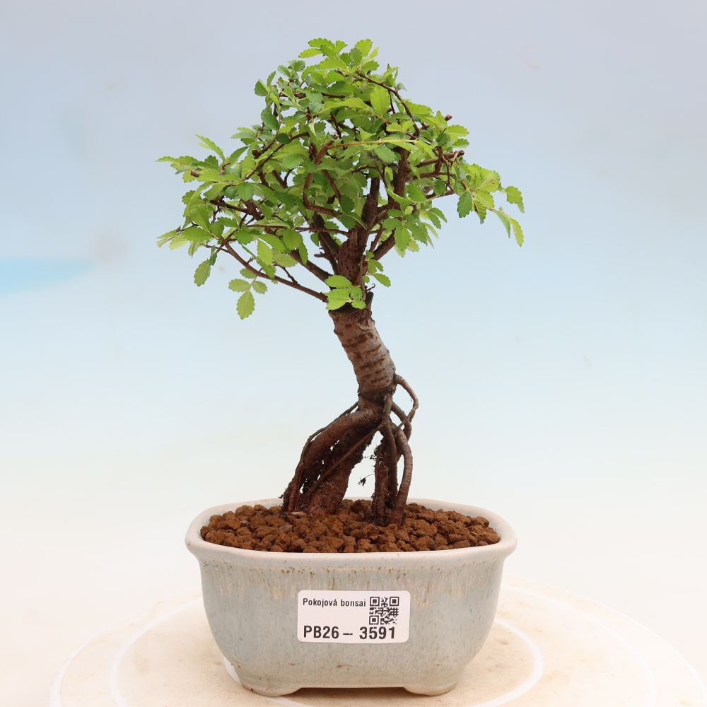 Room bonsai - Ulmus parvifolia - Small-leaved elm