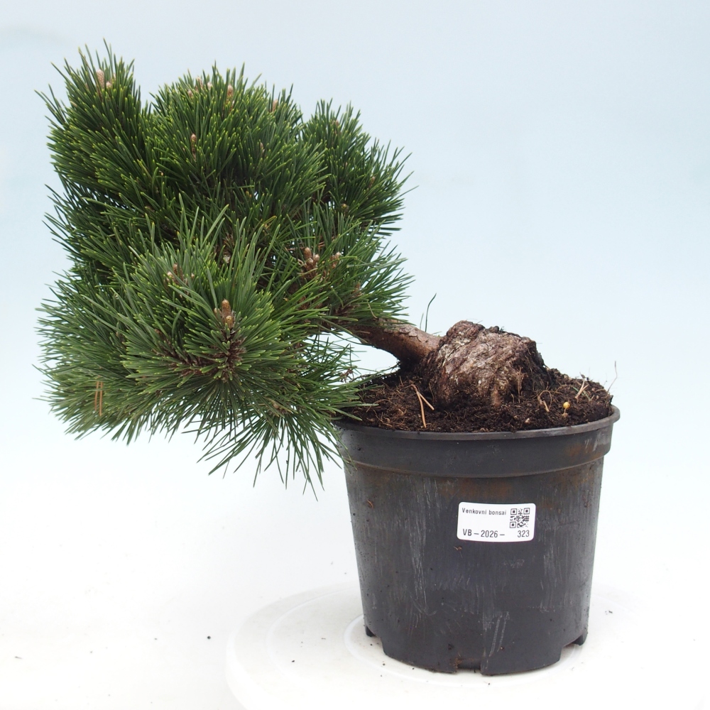 Outdoor bonsai - Pinus thunbergii senjyumaru - Thunberg pine