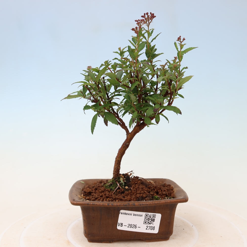 Outdoor Bonsai - Japanese Spirea - Spirea japonica 'Anthony Waterer'