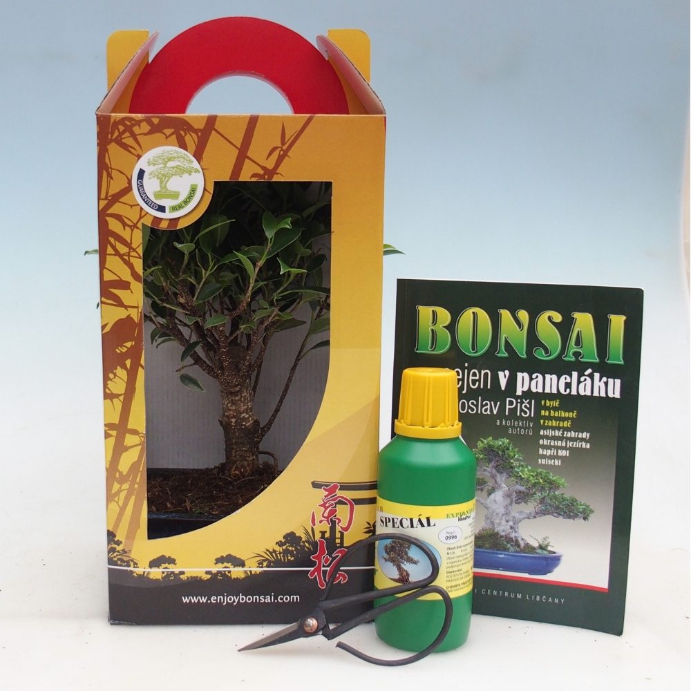 Room bonsai in gift box Ficus retusa - Small-leaved ficus