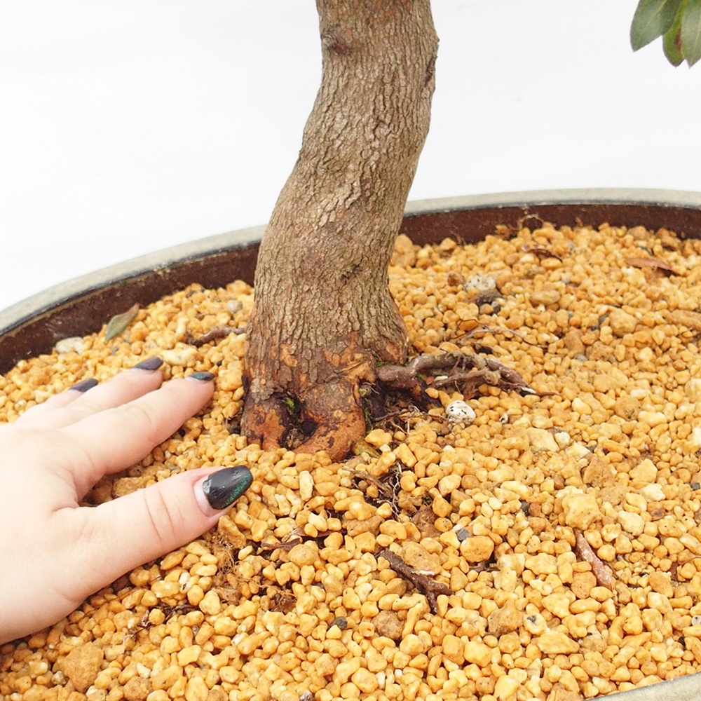 Outdoor bonsai - Japanese azalea - Azalea CHIHIRO