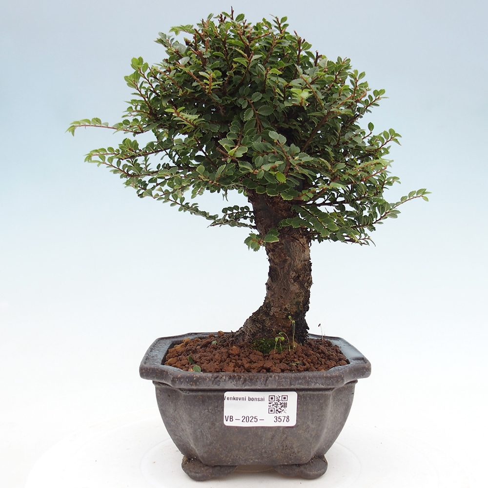 Outdoor bonsai - Ulmus parvifolia Hokkaido - Chinese elm