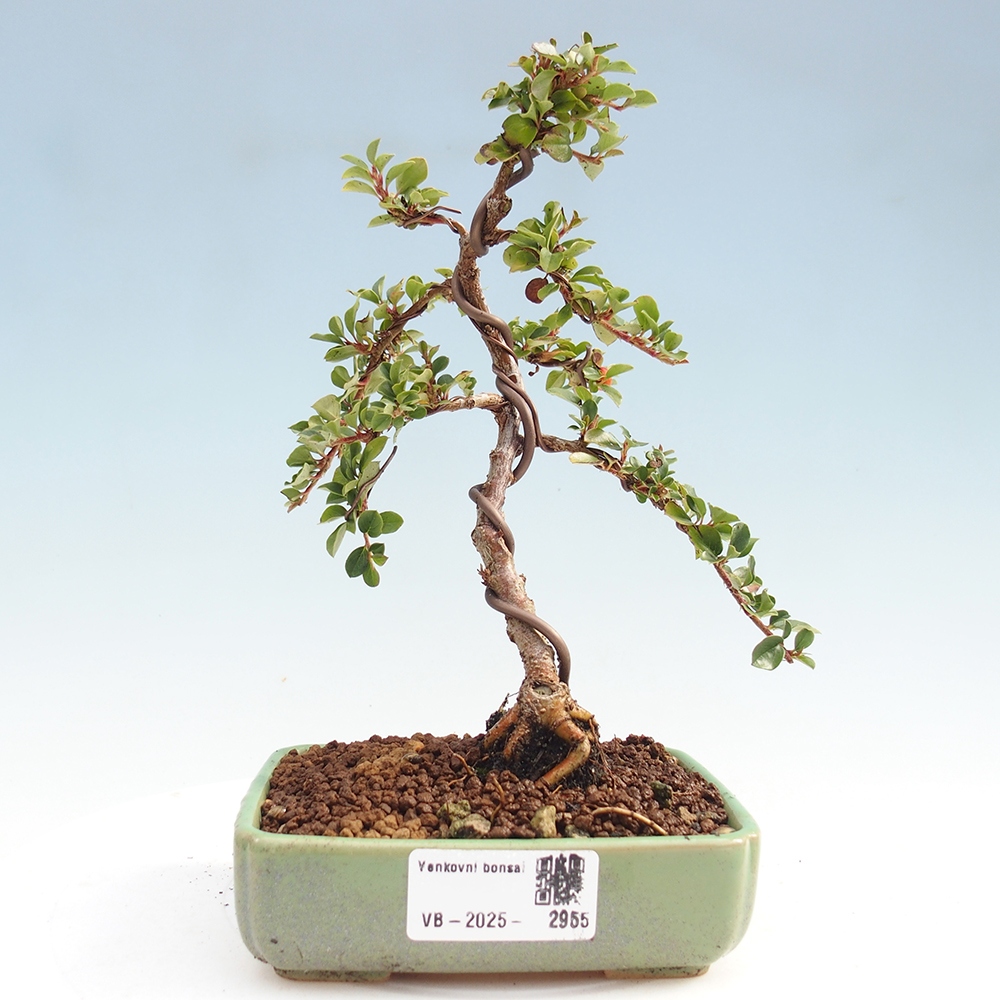 Outdoor bonsai - Cotoneaster horizontalis - Rock tree