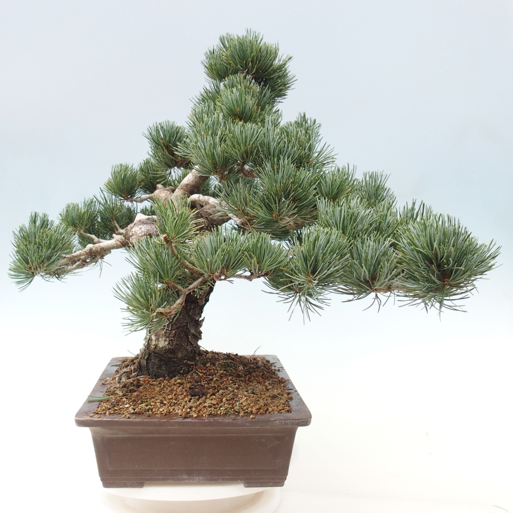 Outdoor bonsai - Pinus parviflora - Small pine tree