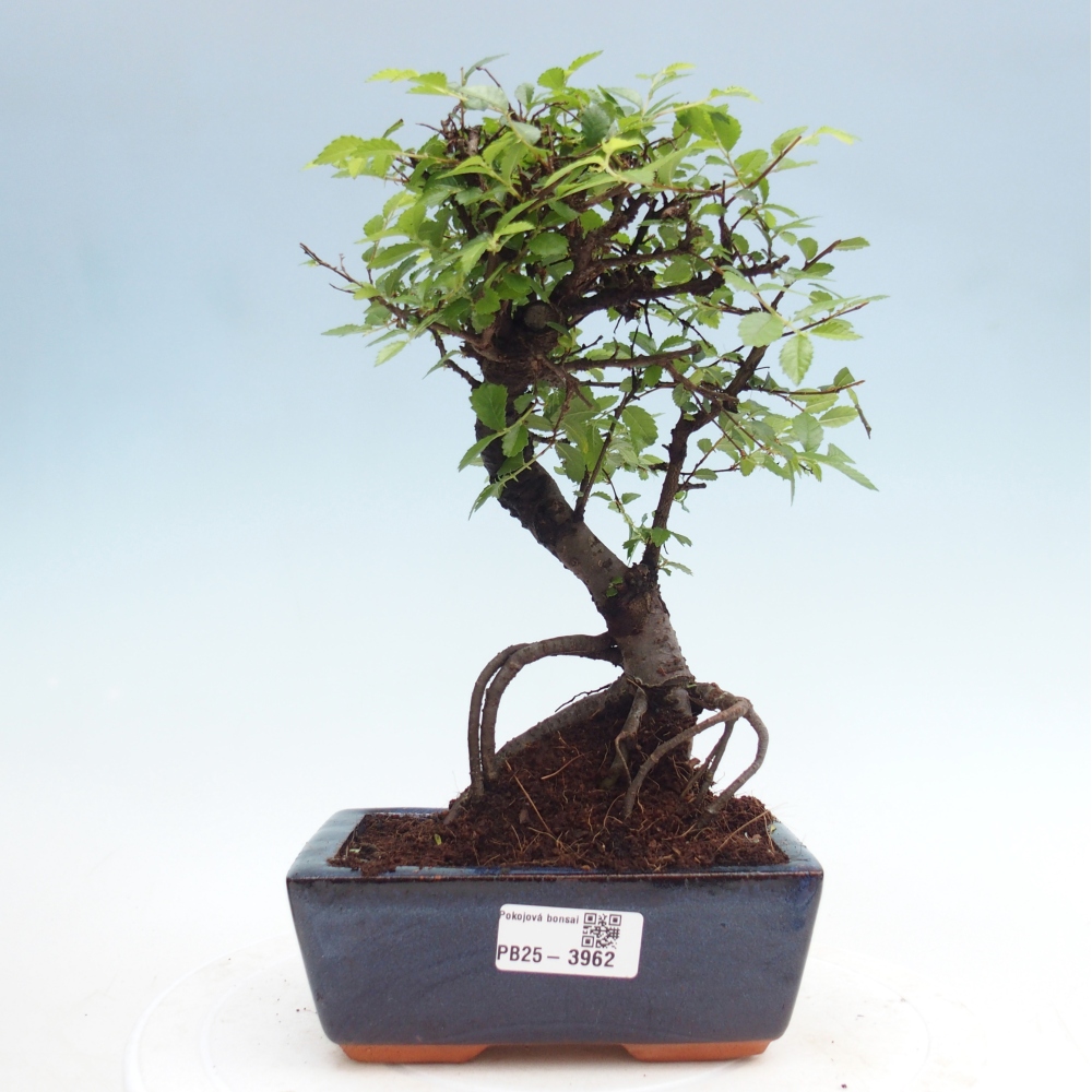 Room bonsai - Ulmus parvifolia - Small-leaved elm