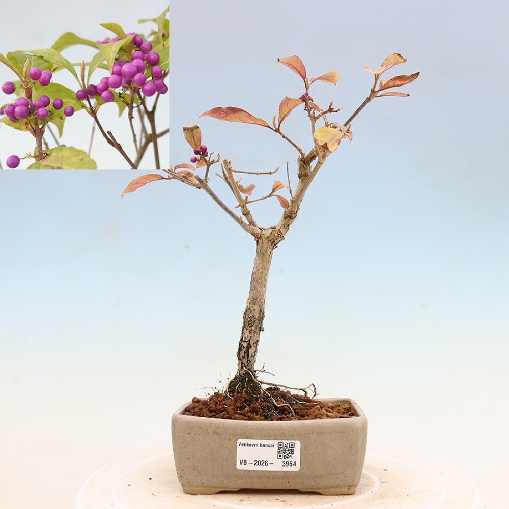 Outdoor Bonsai - Beautyberry - Callicarpa bodinierova 'Profusion'