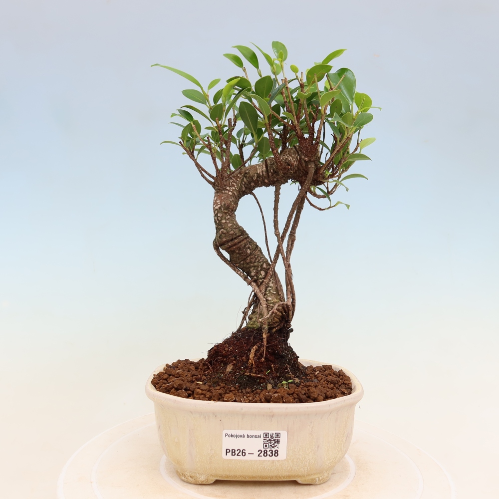 Room bonsai - Ficus kimmen - small-leaved ficus