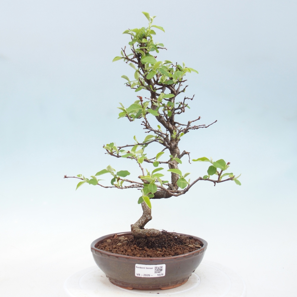 Outdoor bonsai - Chaneomeles chinensis