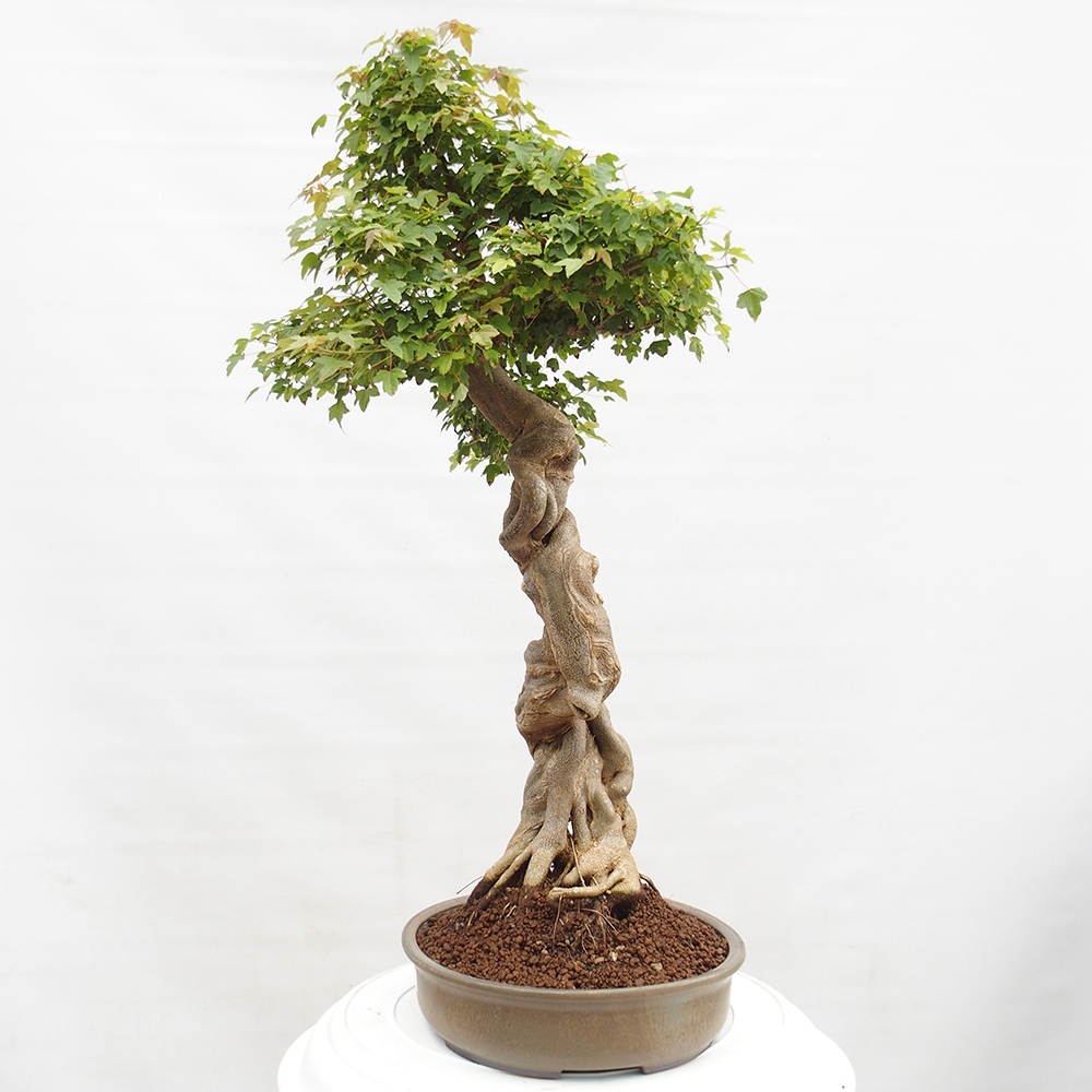Outdoor bonsai - Maple Buergerianum - Burger Maple