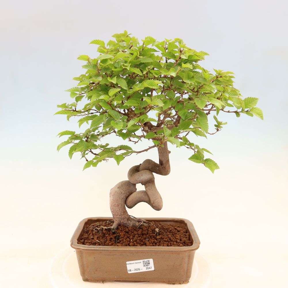 Outdoor bonsai -Carpinus coreana - Korean Hornbeam