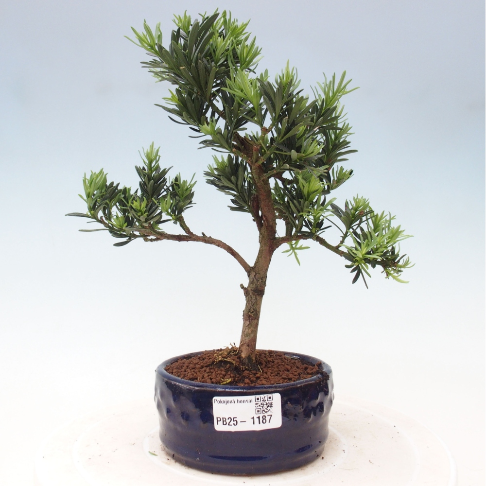Indoor bonsai - Podocarpus - Stone thous
