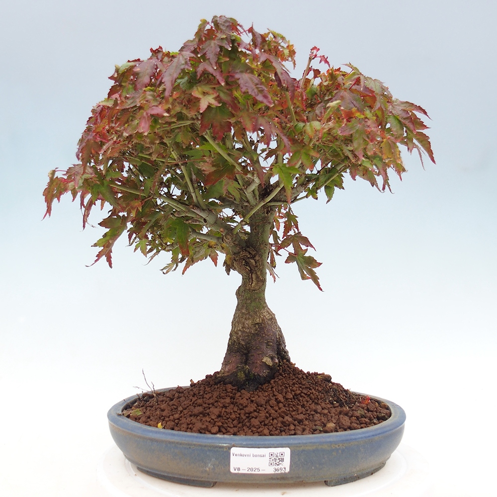 Acer palmatum KIOHIME - Palmetto maple