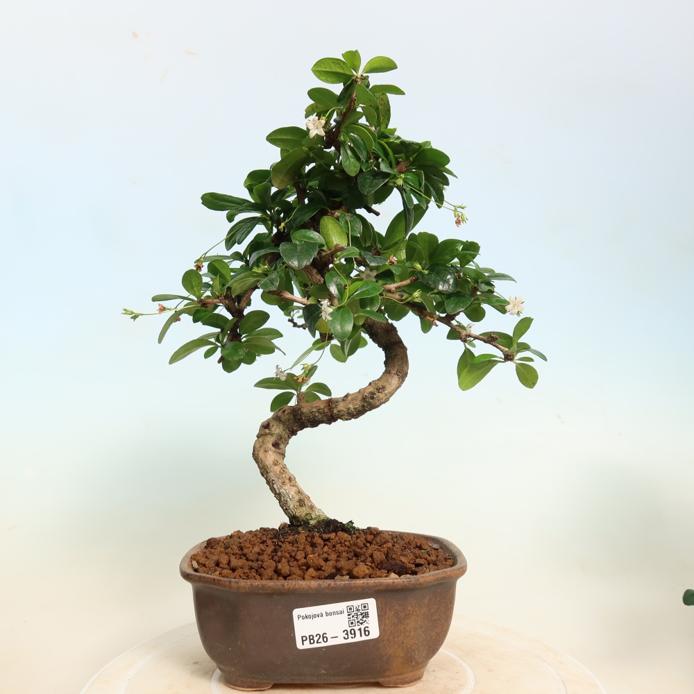 Room bonsai - Carmona macrophylla - Tea fuki