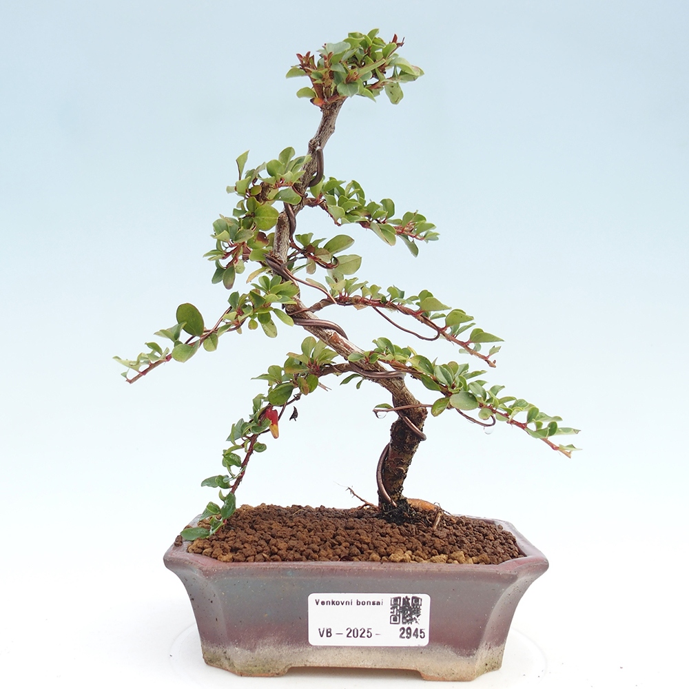 Outdoor bonsai - Cotoneaster horizontalis - Rock tree