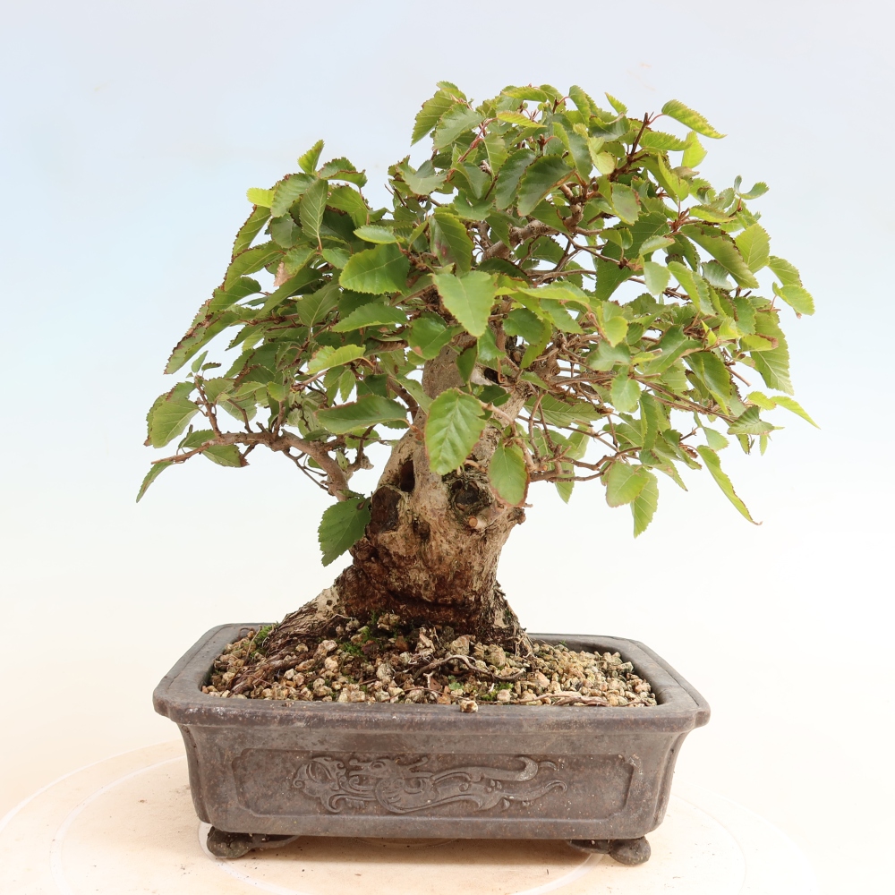Outdoor bonsai -Carpinus CARPINOIDES - Korean Hornbeam