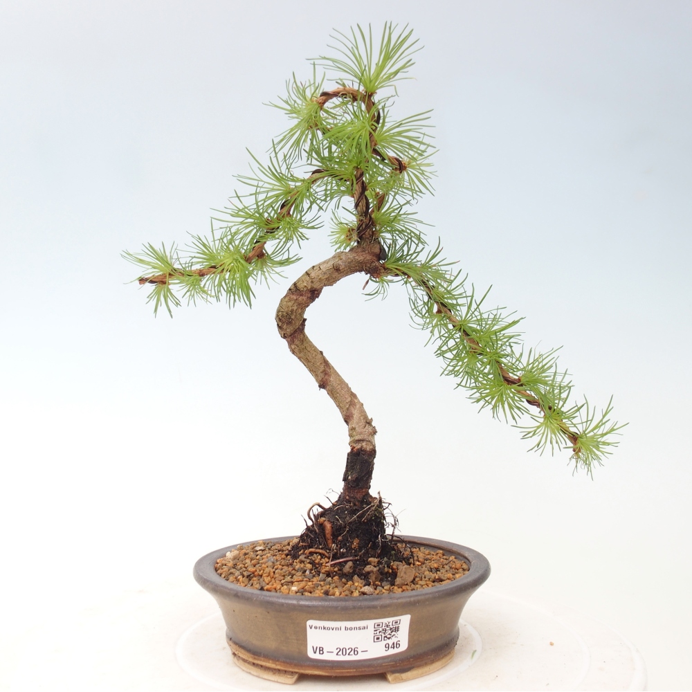 Outdoor bonsai - Larix Kaempferi - Japanese Larch