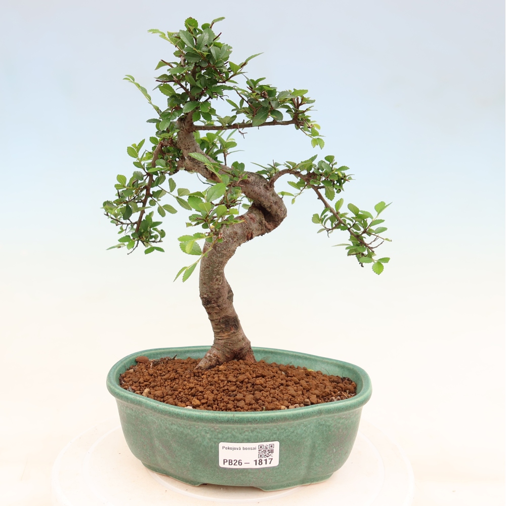 Room bonsai - Ulmus parvifolia - Small-leaved elm