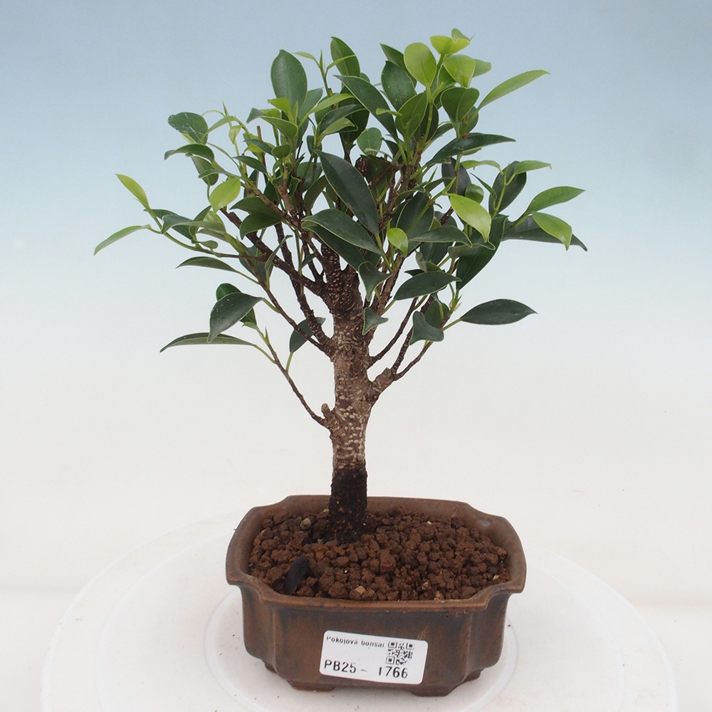 Indoor bonsai - Small-leaved ficus - Ficus kimmen