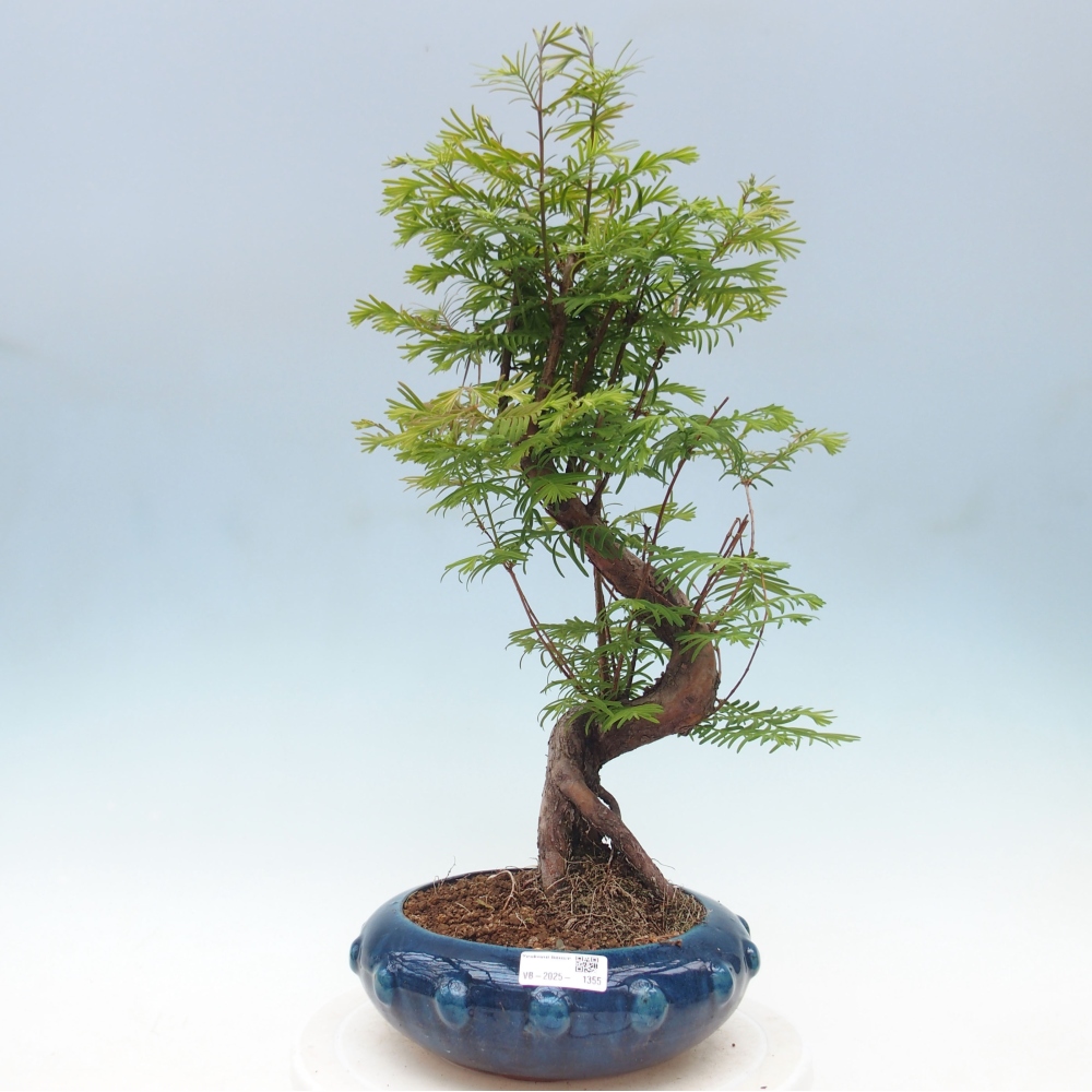 Outdoor bonsai - Metasequoia glyptostroboides - Chinese Metasequoia