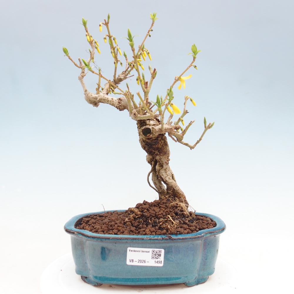 Outdoor bonsai - Forsythia - Forsythia koreana