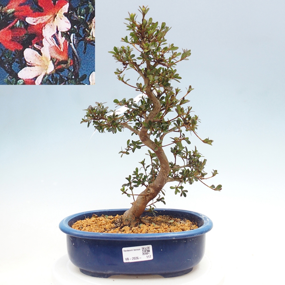 Outdoor bonsai - Japanese Azalea - Azalea Misaki