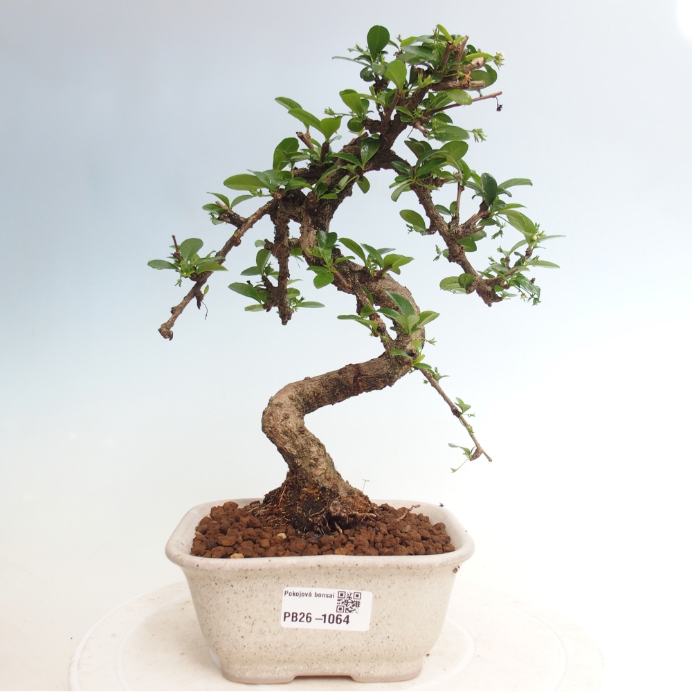 Room bonsai - Carmona macrophylla - Tea fuki