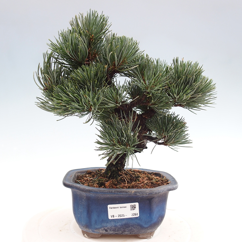 Outdoor bonsai - Pinus parviflora - Small pine tree