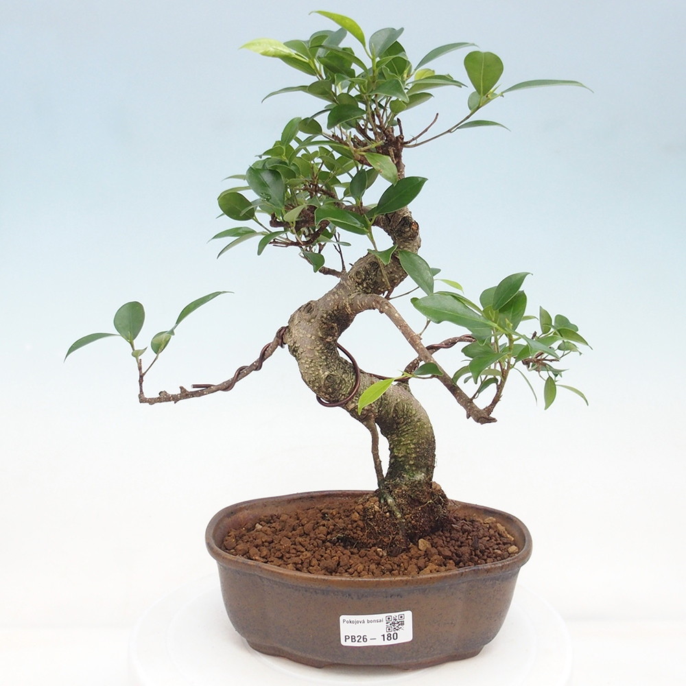 Room bonsai - Ficus retusa - small-leaved ficus