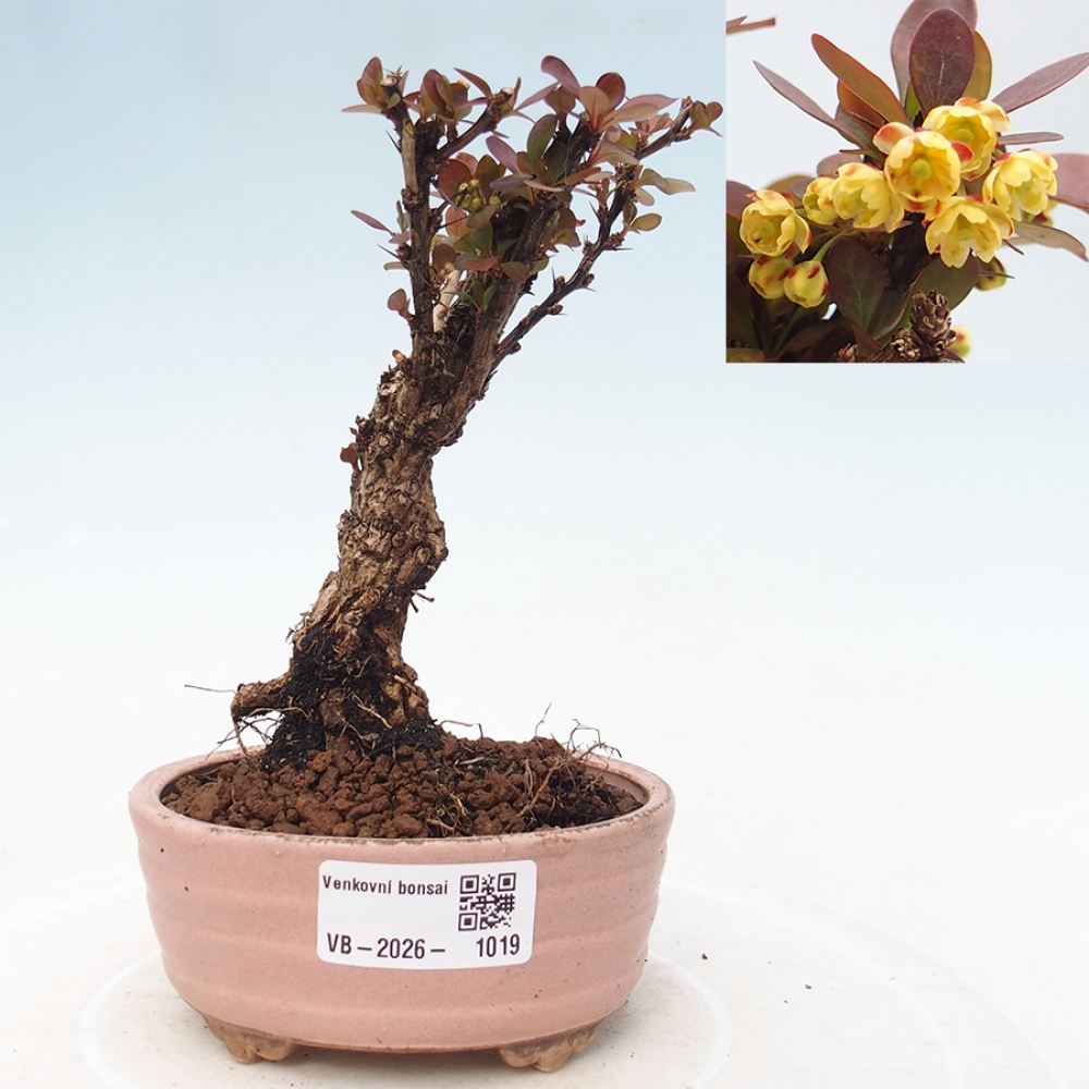 Outdoor bonsai - Berberis Thunbergii Bagatelle