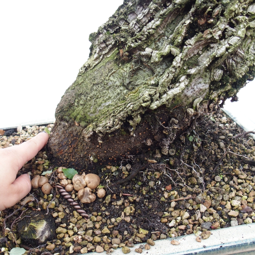 outdoor bonsai Quercus suber - Cork Oak