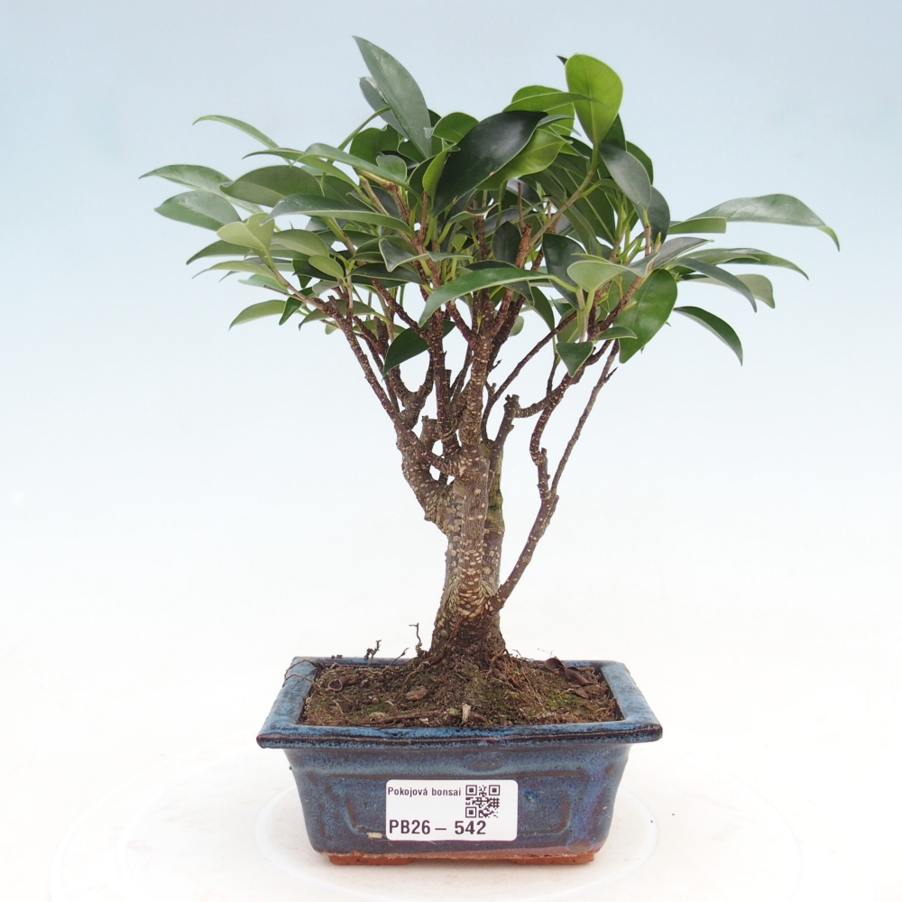 Room bonsai Ficus retusa kimmen