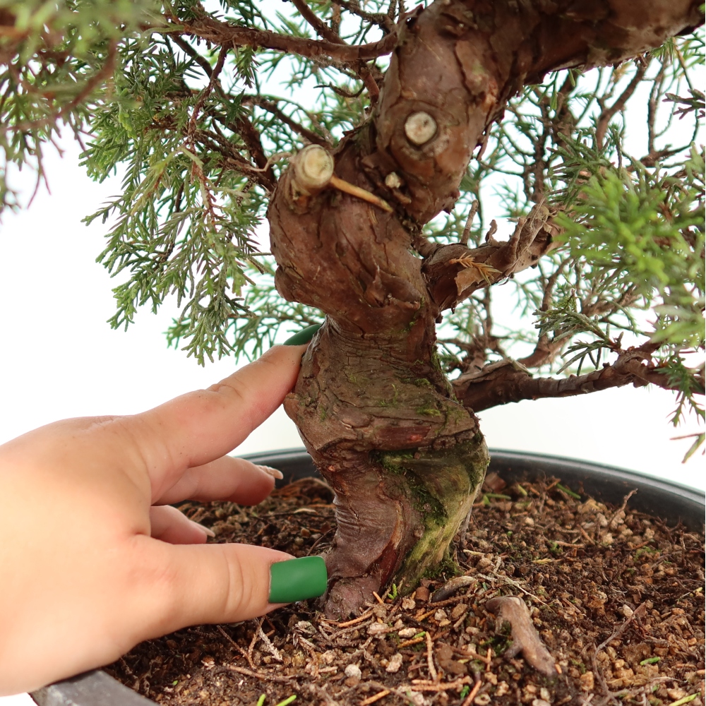 Outdoor Bonsai - Juniperus chinensis Itoigawa - Chinese Juniper