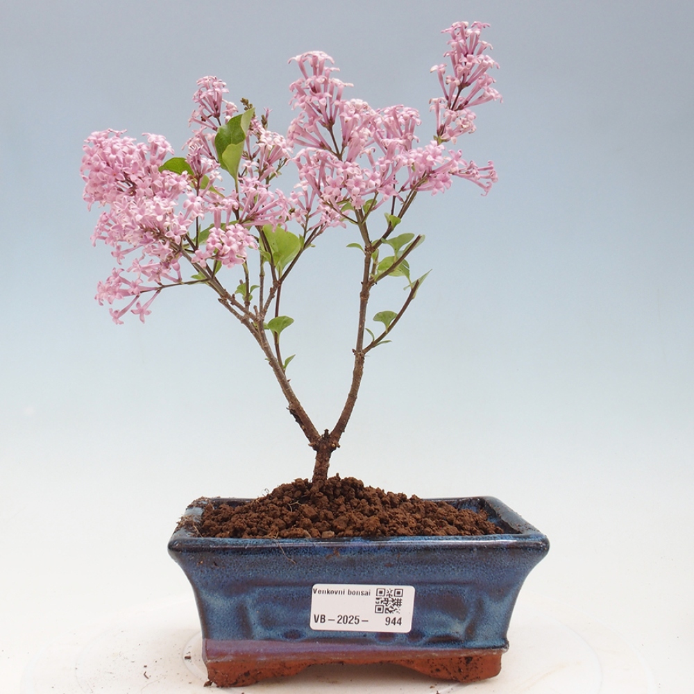 Outdoor bonsai - Syringa Meyeri Palibin - Meyer's Lilac