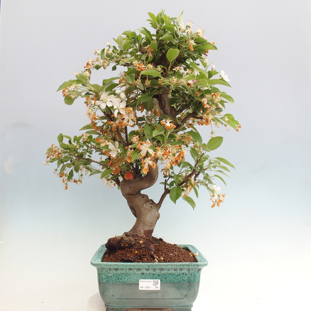 Outdoor bonsai - Malus halliana - Small-fruited apple tree
