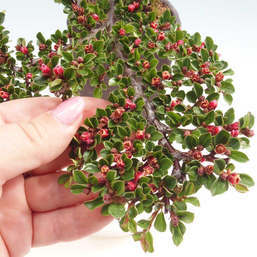 Outdoor bonsai - Cotoneaster horizontalis - Rock tree