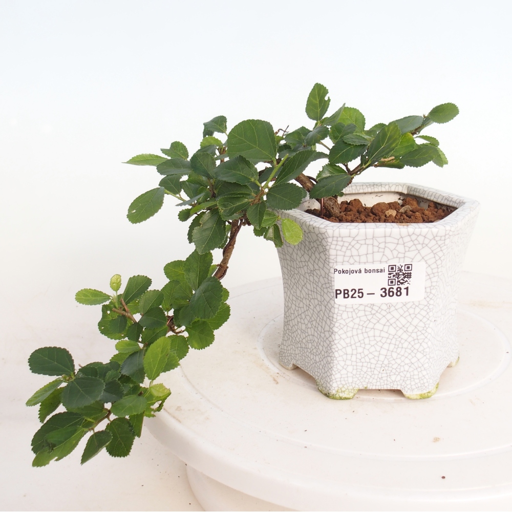 Indoor bonsai - Grewia occidentalis - Lavender Starfish