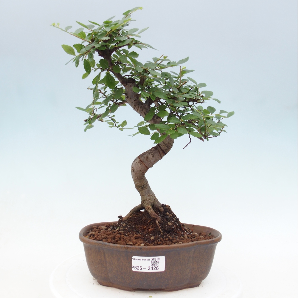 Room bonsai - Ulmus parvifolia - Small-leaved elm