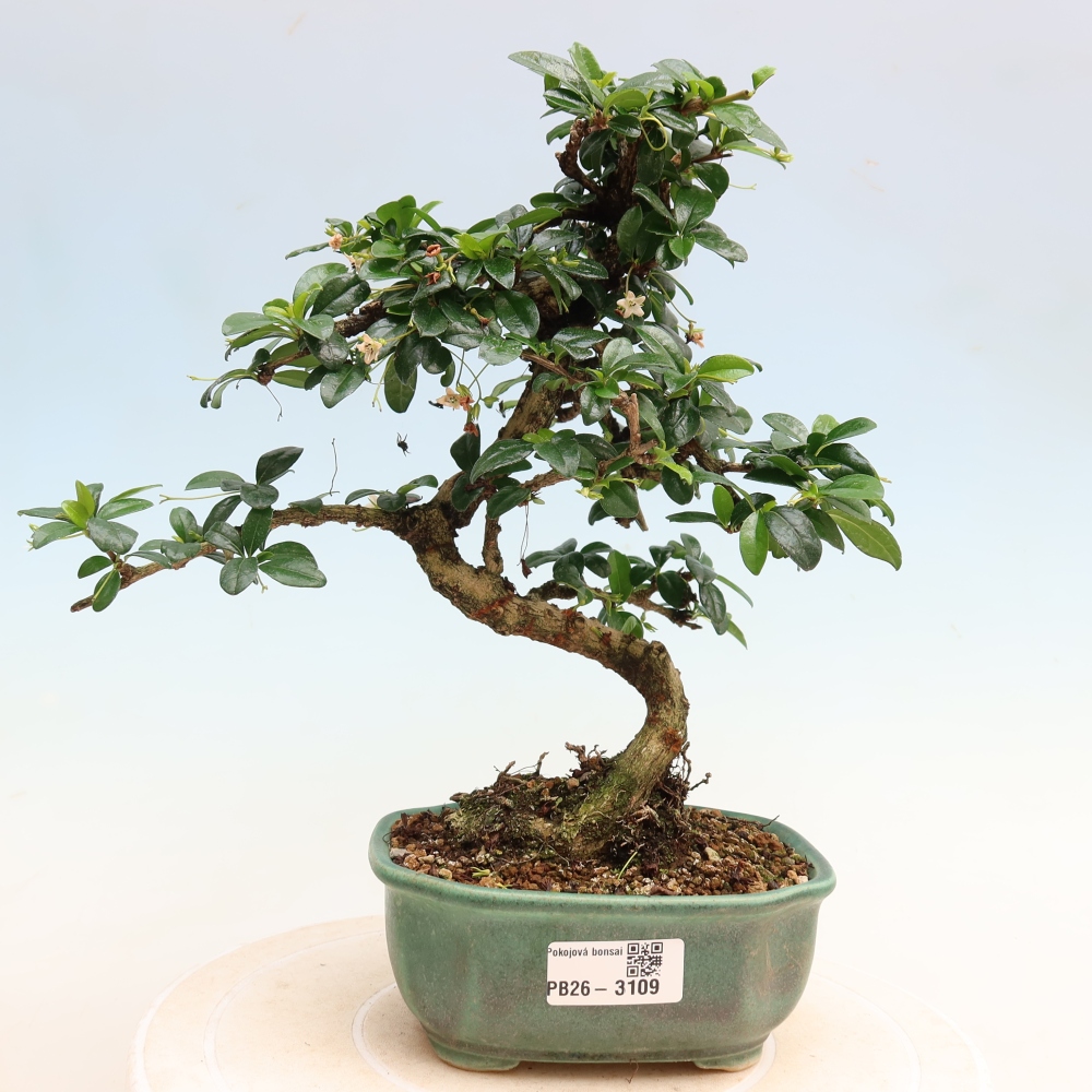 Room bonsai - Carmona macrophylla - Tea fuki