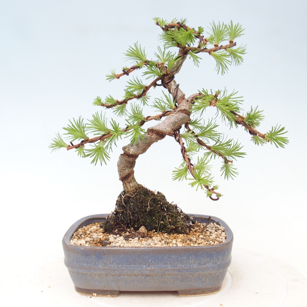 Outdoor bonsai - Larix Kaempferi - Japanese Larch