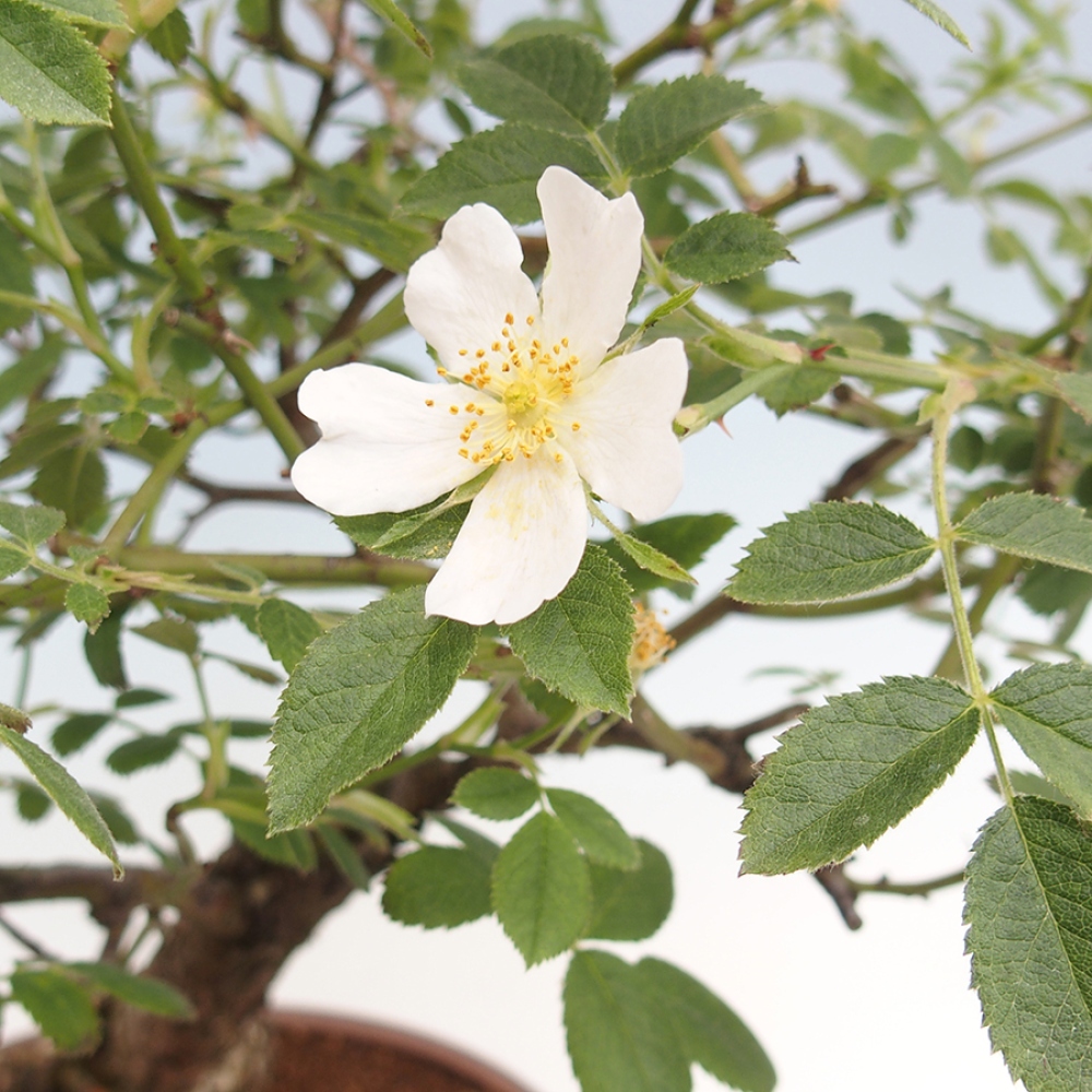 Outdoor bonsai - Rosa Kordes -  rose