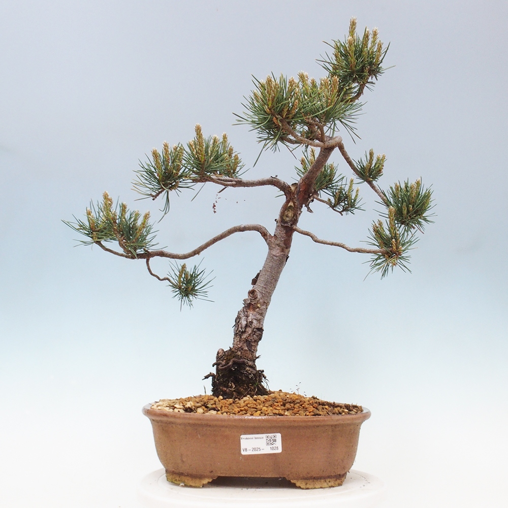 Outdoor bonsai - Pinus Sylvestris - Scots pine